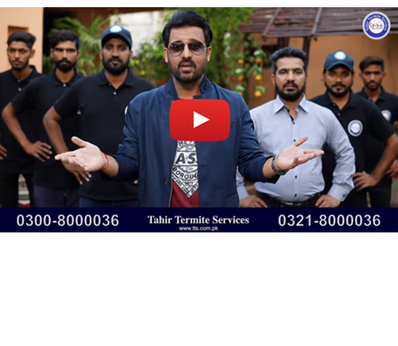 Termite Control in Lahore Termite Control in Lahore