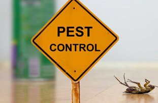 Pest Control in Lahore Pest Control in Lahore