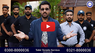 Termite Control in Lahore Tahir Termite Service in Lahore