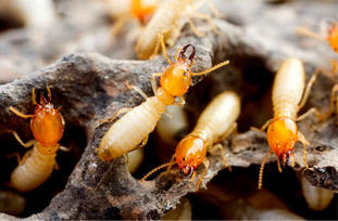Termite Control in Lahore Termite Control in Lahore